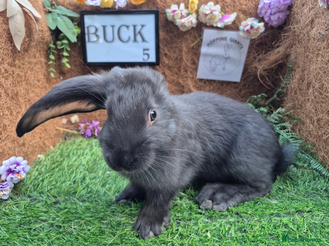 Continental Giant rabbits for sale: Pure Continental Giant Vaccinated  - Image 14