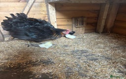Chickens poultry for sale: Black rock with day old chicks  in Sheffield - Image 1