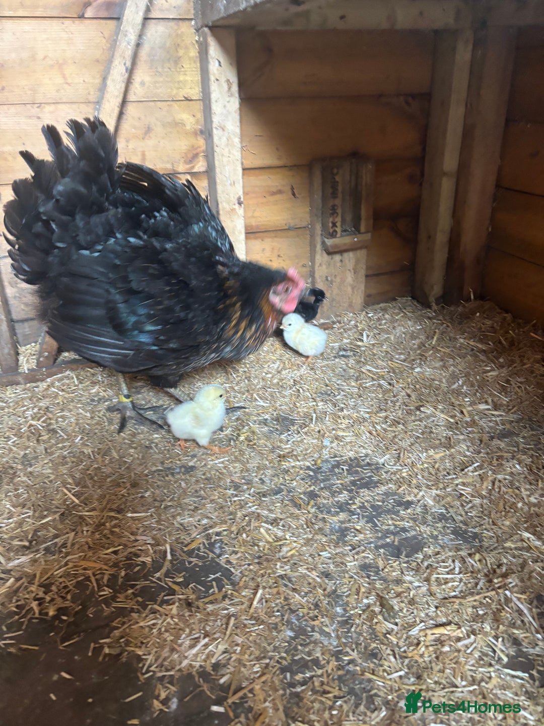 Chickens poultry for sale: Black rock with day old chicks  in Sheffield - Image 1
