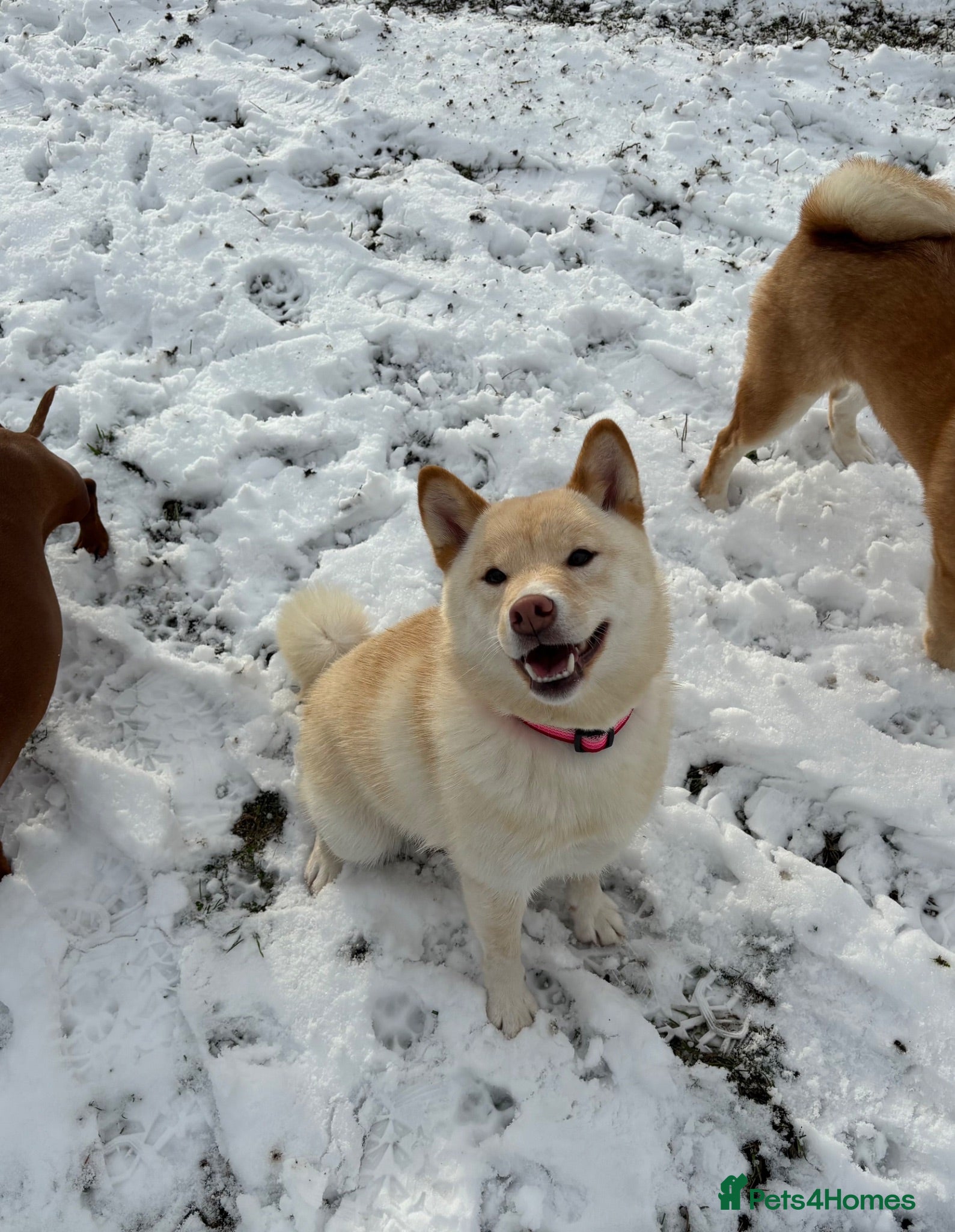 Japanese Shiba Inu dogs Beautiful Shiba Inu puppies  - Advert 2