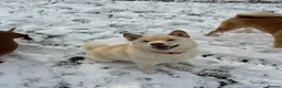 Japanese Shiba Inu dogs for sale: Beautiful Shiba Inu puppies  - Advert 2
