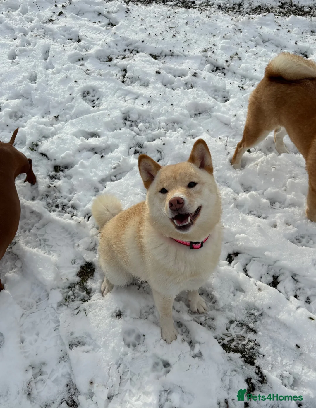 Japanese Shiba Inu dogs for sale: Beautiful Shiba Inu puppies  - Advert 2