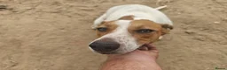 Mixed Breed dogs for adoption:  🚨 A Home For Bebe ❤️  - Advert 2