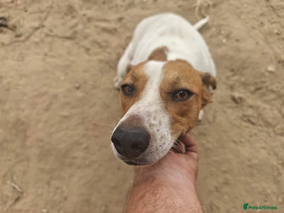 Mixed Breed dogs for adoption:  🚨 A Home For Bebe ❤️  - Advert 2