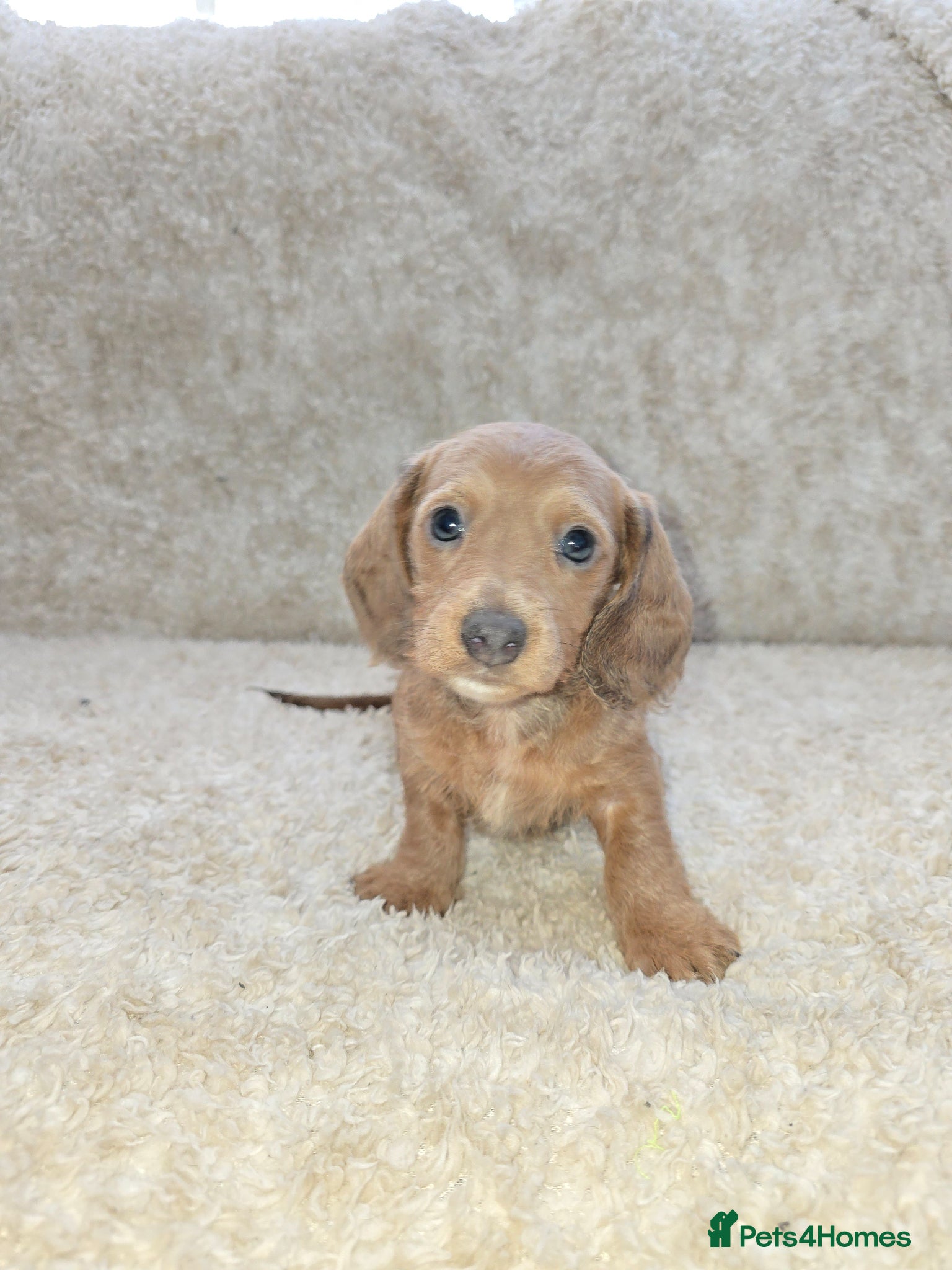 Miniature Dachshund dogs Minature Daschunds - Advert 3