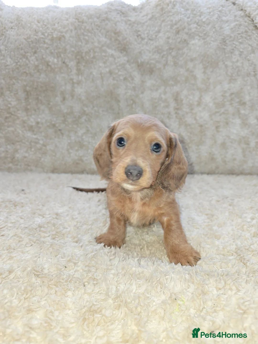 Miniature Dachshund dogs for sale: Minature Daschunds - Advert 1
