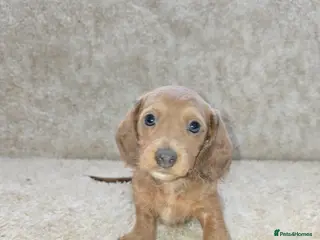 Miniature Dachshund dogs Minature Daschunds - Advert 3