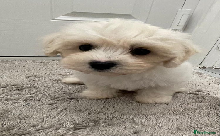 Maltipoo dogs - Advert 1