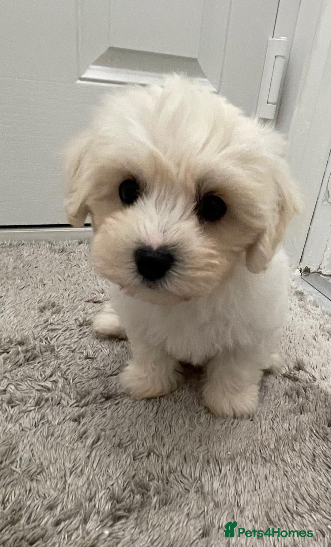 Maltipoo dogs for sale: Maltipoo puppy’s  - Image 1