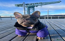French Bulldog dogs for stud: French bulldog male for stud - Image 11