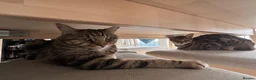 Bengal cats for sale:  **  Bengal and Tabby for free in Harrow - Advert 2