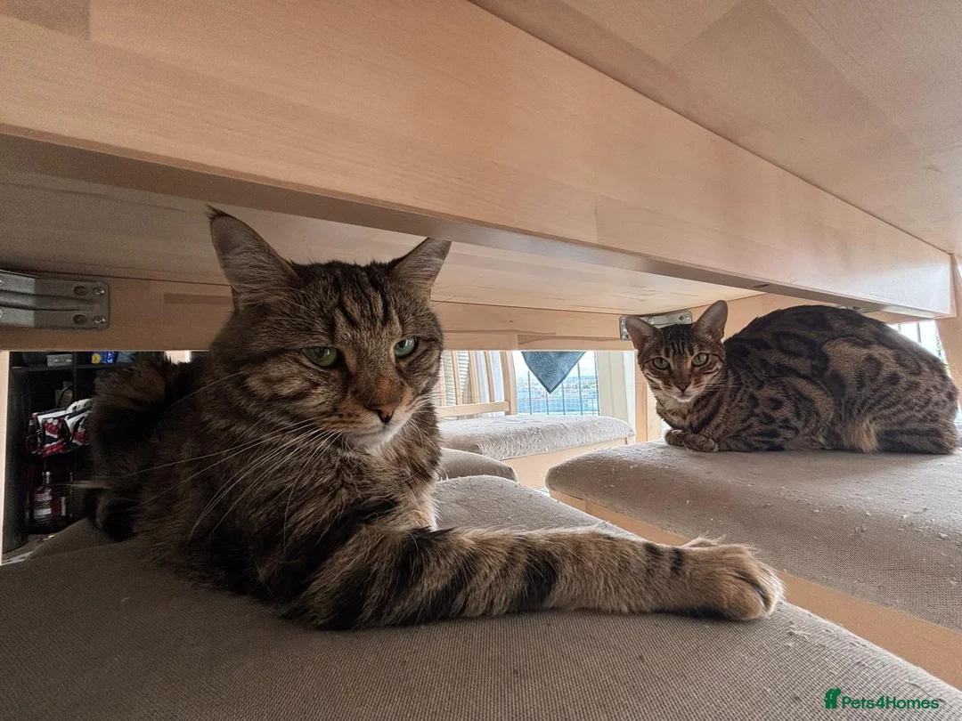 Bengal cats for sale:  **  Bengal and Tabby for free in Harrow - Advert 2