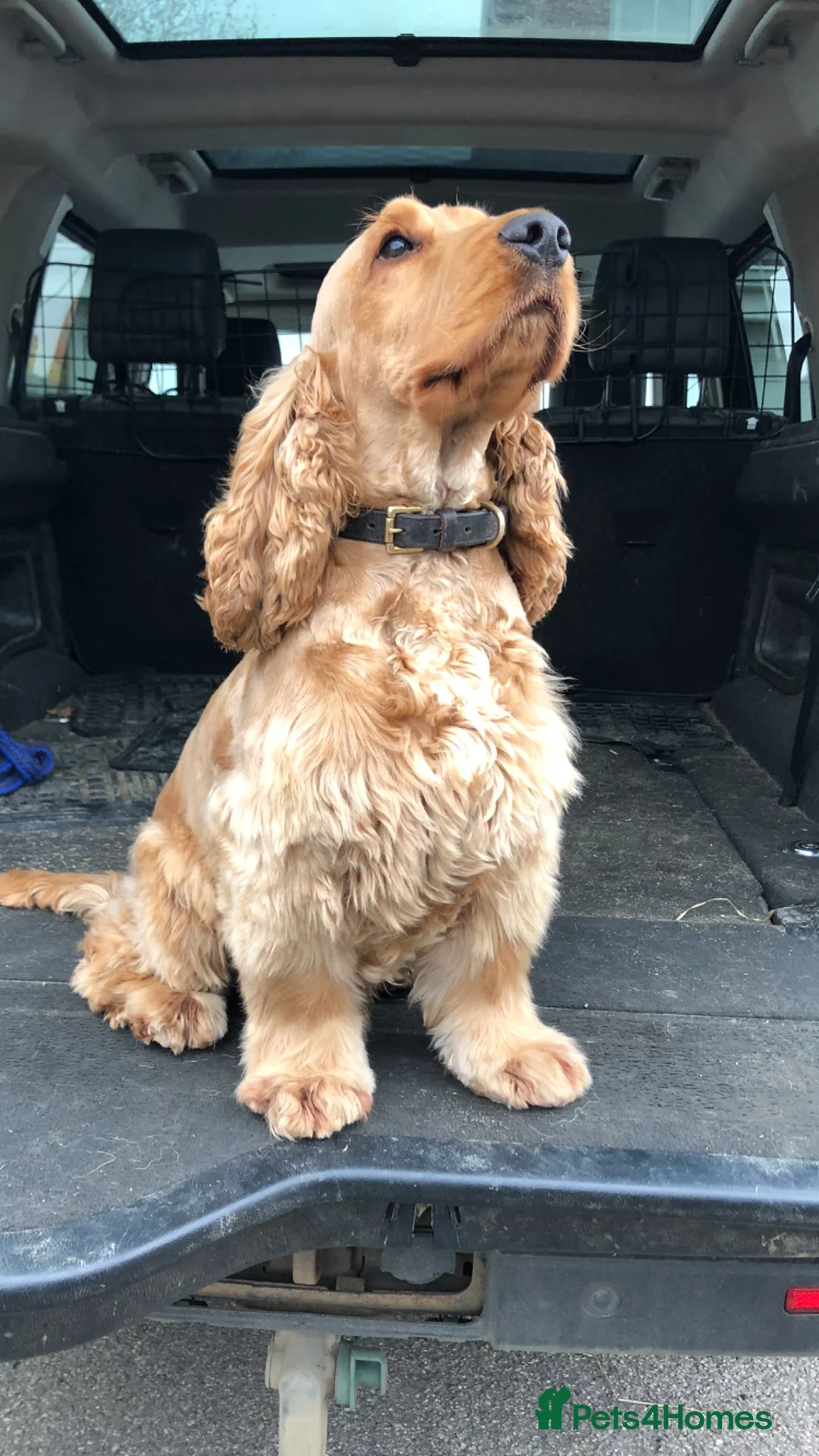 Cocker Spaniel dogs for stud: Proven KC Reg Show Cocker Spaniel Stud in Leicester - Advert 7
