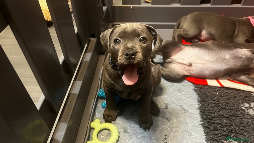 Staffordshire Bull Terrier dogs for sale: Blue Staffordshire Bull Terrier KC Registered  - Advert 3