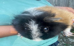 Guinea Pig rodents for sale: Female guinea pig  - Image 5