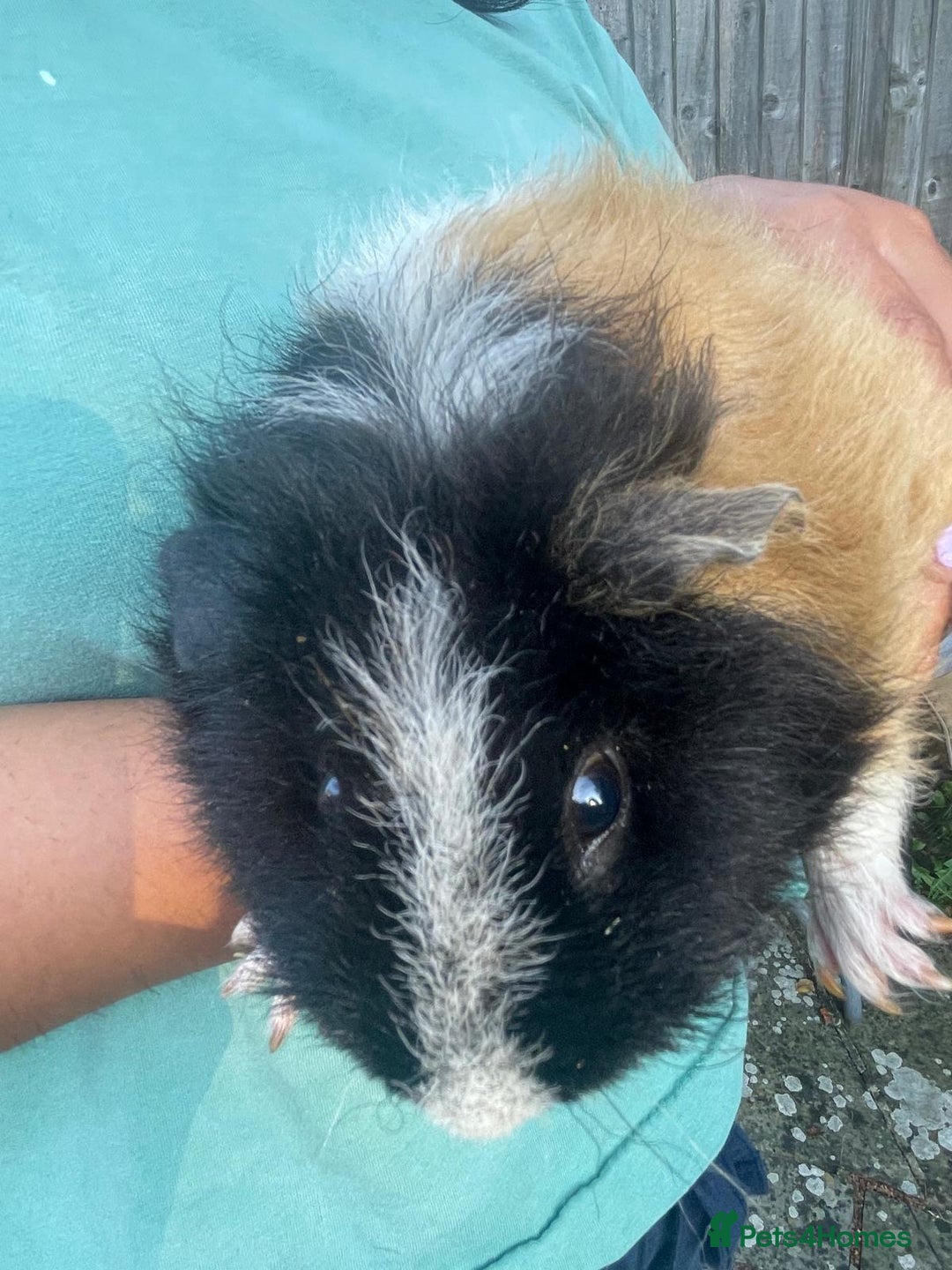 Guinea Pig rodents for sale: Female guinea pig  - Image 5