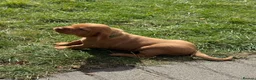 Hungarian Vizsla dogs for sale: Adorable Hungarian Vizsla Pups in Southport - Advert 3