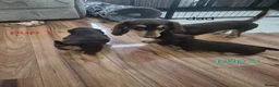 Dachshund dogs for sale: Beautiful mini long haired dachshund pups in Dundee - Advert 31