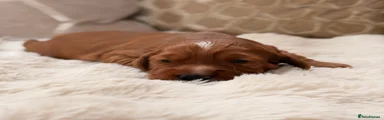 Cocker Spaniel 3