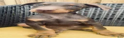 Dobermann dogs for sale: Beautiful family dobermans * 2 boys ready to go* - Advert 10