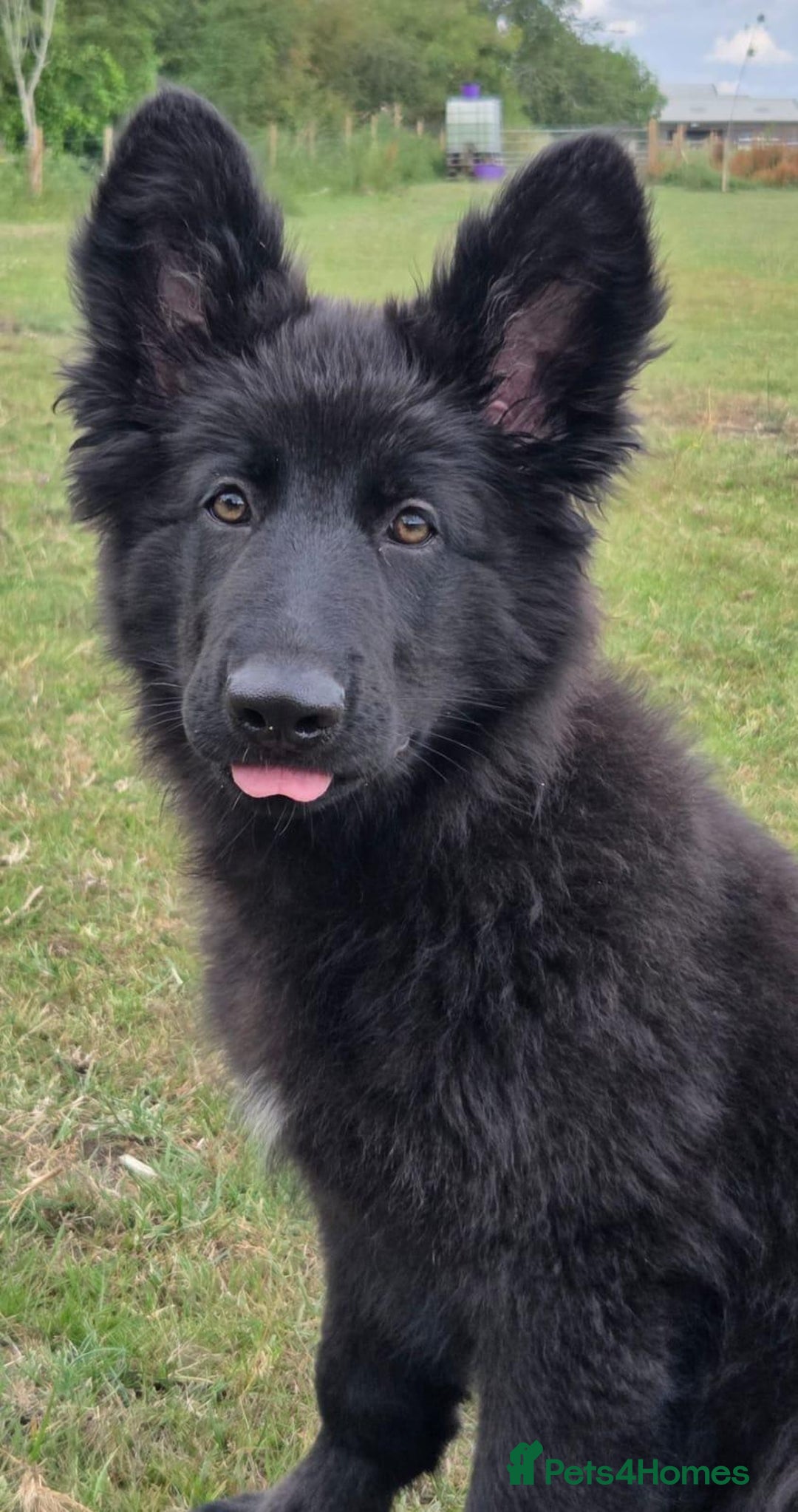 German Shepherd dogs for sale: Dark German Shepherd Females - Image 16