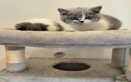 British Shorthair cats for sale: CHAMPION LINES TICA REGISTERED ACTIVE BI BSH GIRLS - Image 9