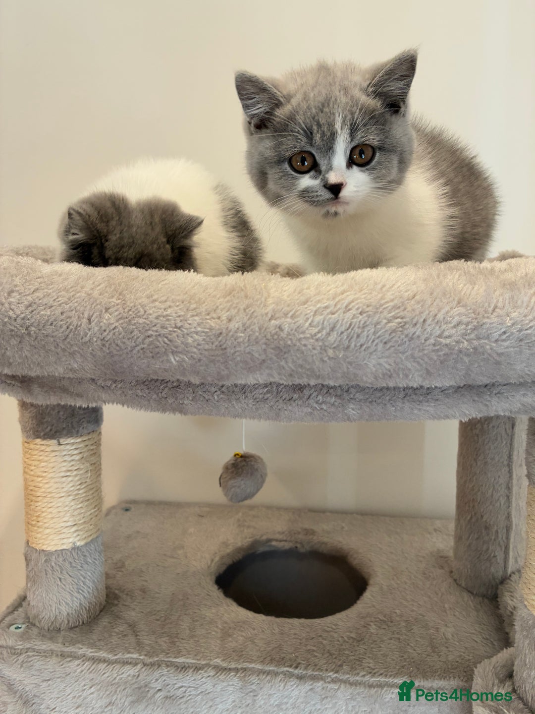 British Shorthair cats for sale: CHAMPION LINES TICA REGISTERED ACTIVE BI BSH GIRLS - Image 9