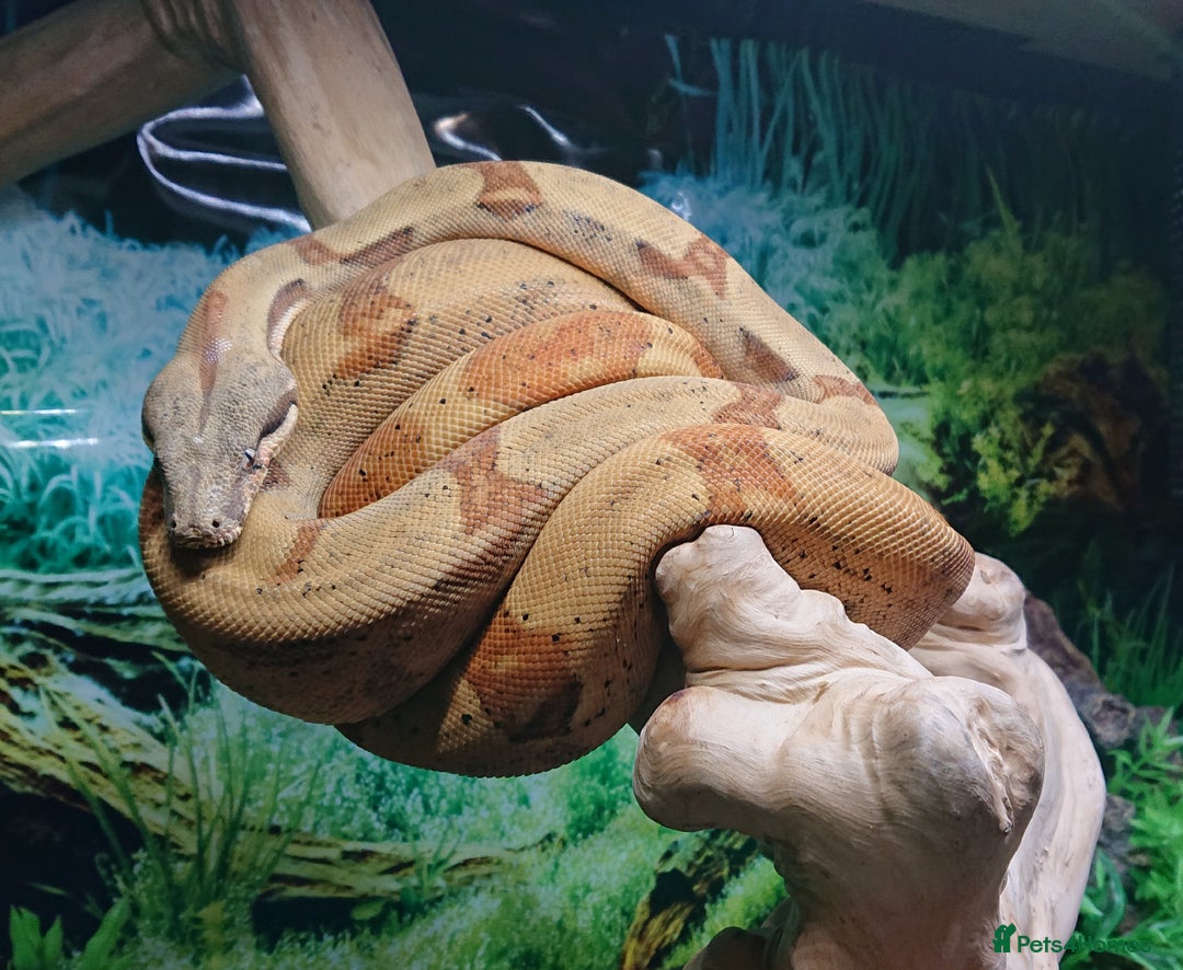 Boa Snake reptiles for sale: Hog Island boa and full double level custom set up - Image 3