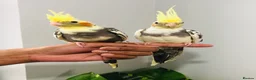 Cockatiels birds for sale: Beautiful hand tamed cockatiels for sale. - Advert 5