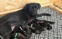 Mixed Breed dogs for sale: Meet bonnie 5month old cano corso X staffy  - Image 7