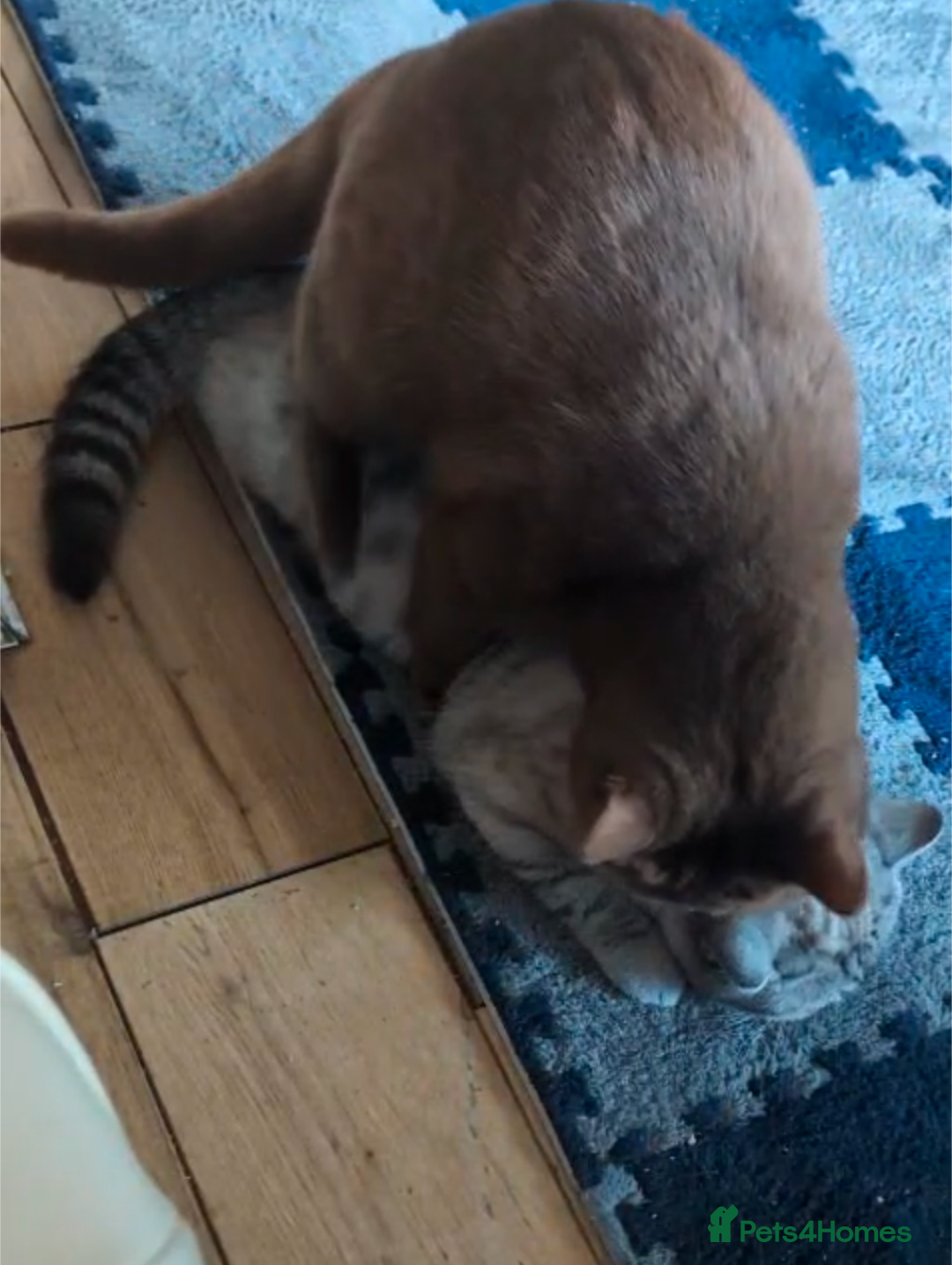 British Shorthair cats for stud: 💦CINNAMON🩸Blood B❣️GCCF & TICA 💙STUD only  - Advert 21