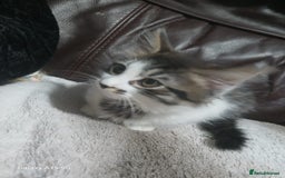 Mixed Breed cats for sale: Gorgeous fluffy princess  - Image 3