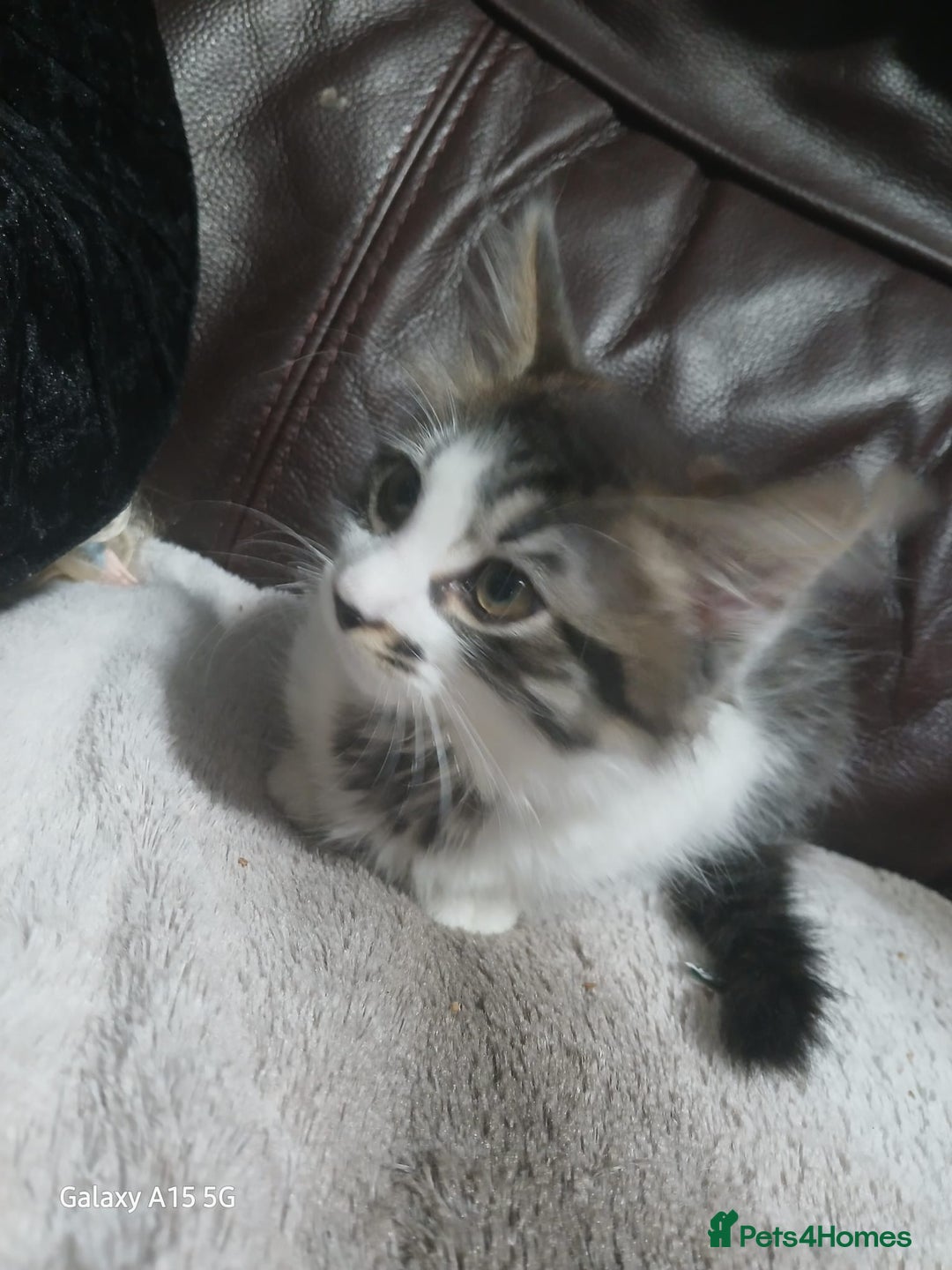 Mixed Breed cats for sale: Gorgeous fluffy princess  - Image 3