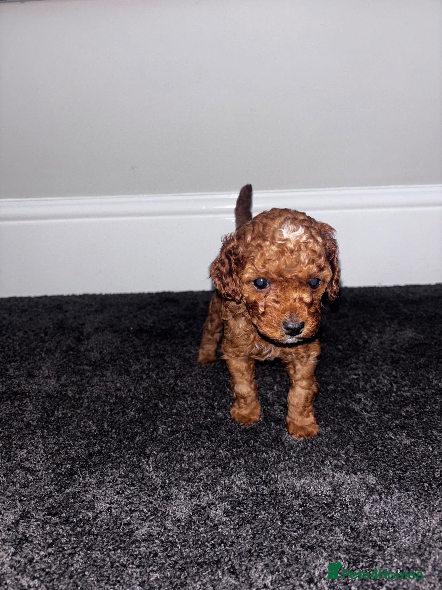 Cockapoo dogs ** LAST GIRL **❤️TOY DEEP RED COCKAPOOS❤️ - Advert 3