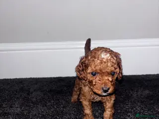 Cockapoo dogs ** LAST GIRL **❤️TOY DEEP RED COCKAPOOS❤️ - Advert 3