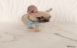 French Bulldog dogs for sale: Stunning platinum and lilac fawn boys and girls - Image 25