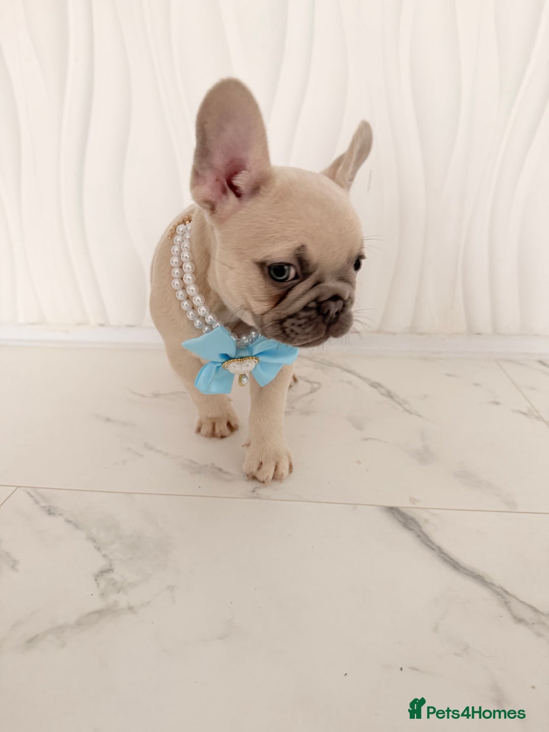 French Bulldog dogs for sale: Stunning platinum and lilac fawn boys and girls - Image 25
