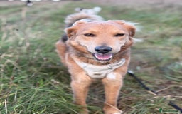 Mixed Breed dogs for adoption: Sweet Nathan Is looking for Love  - Image 32