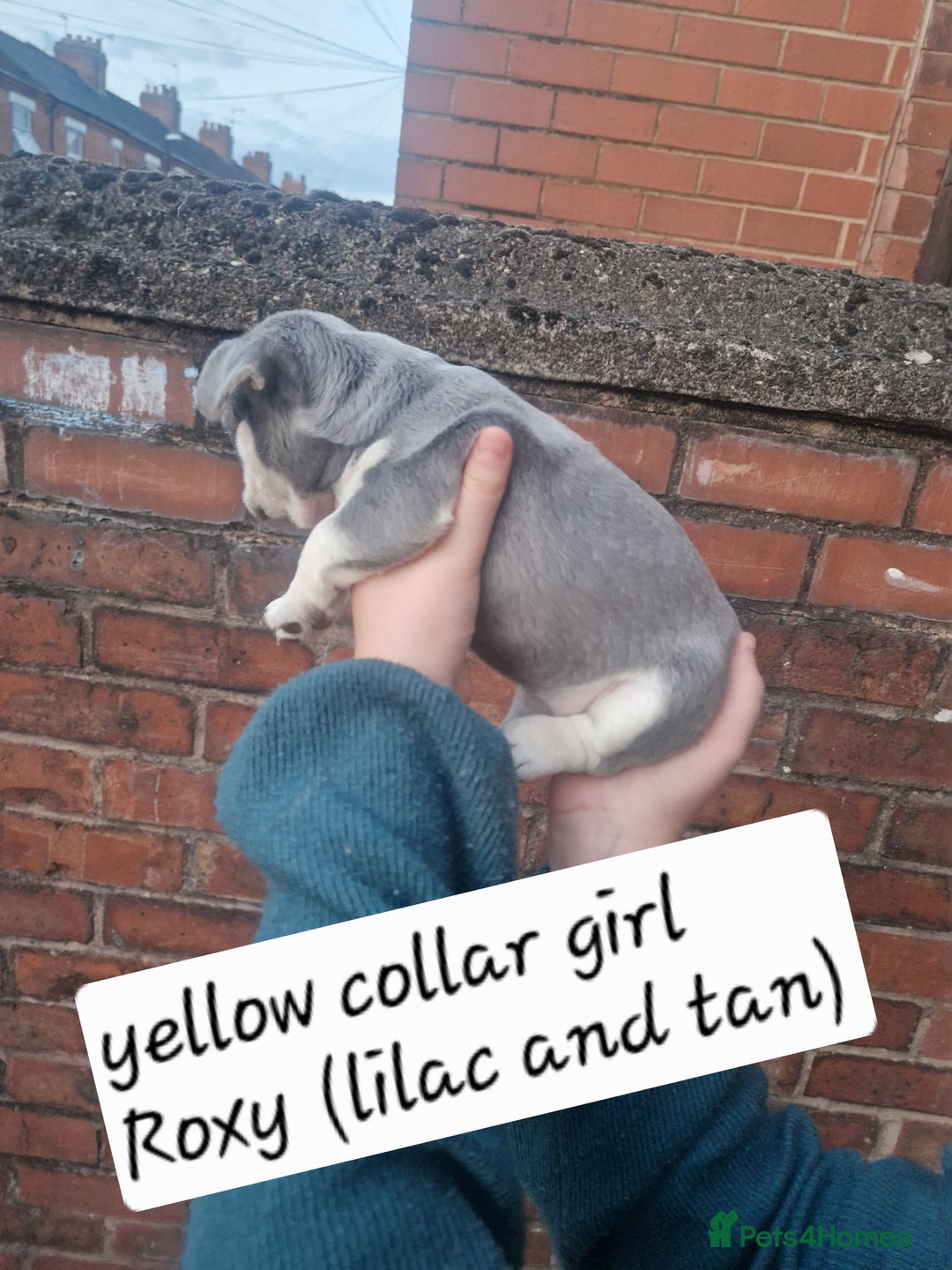 French Bulldog dogs for sale: 6 beautiful frenchies  - Image 5