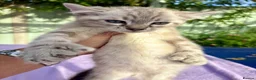 Keetso cats for sale: Polydactyl slight curl eared snow leopard boy  - Advert 16