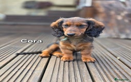 Dachshund dogs for sale: Red long-haired standard dachshund puppies - Image 29
