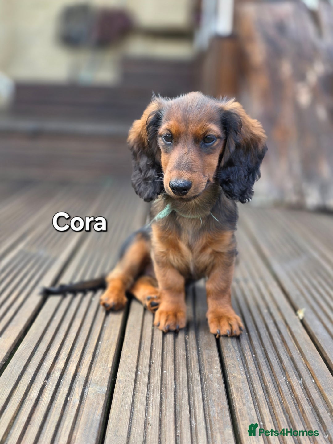 Dachshund dogs for sale: Red long-haired standard dachshund puppies - Image 29