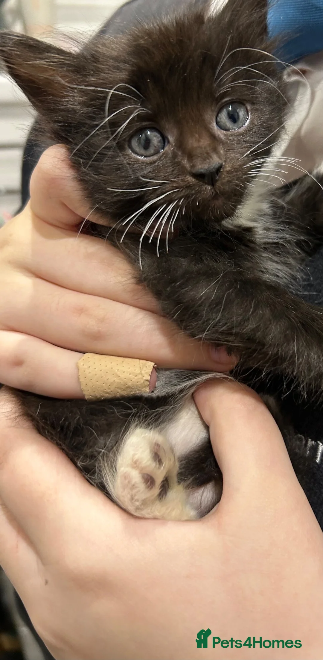 Mixed Breed cats for sale: Beautiful litter of kittens  in Barnsley - Advert 2