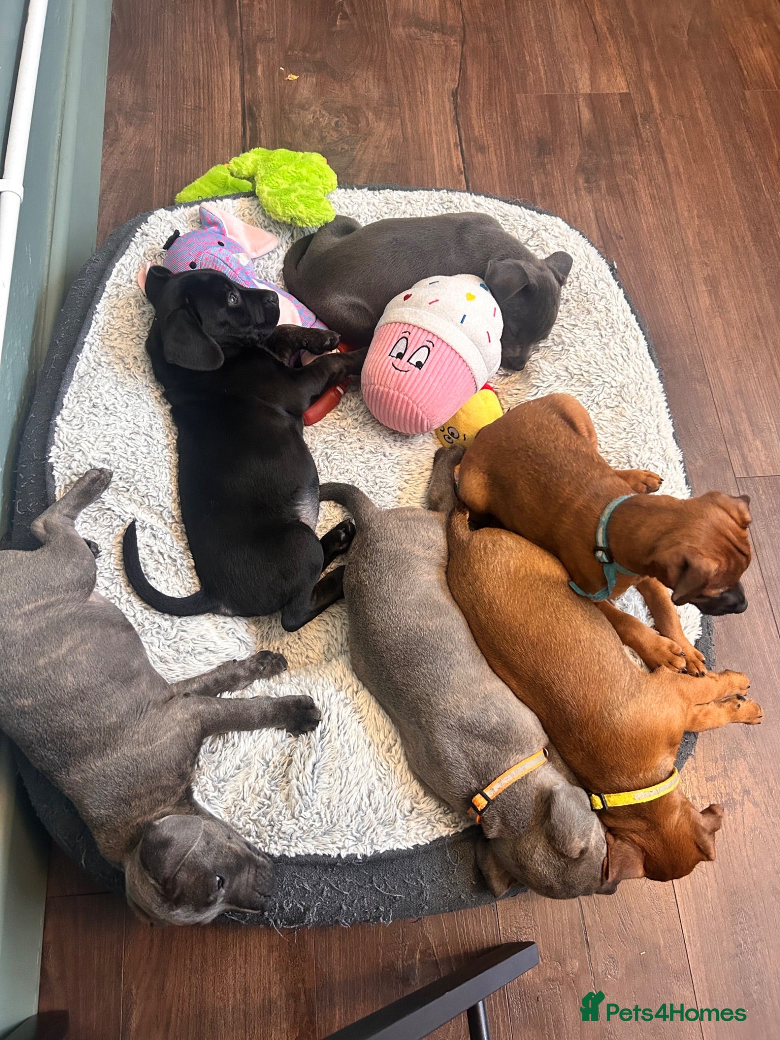 Patterjack dogs RARE & amazing coloured Patterjack pups!  - Advert 1