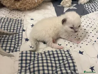 Ragdoll cats Gccf 6 adorable kittens ready to go home in April - Advert 12