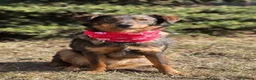 Mixed Breed dogs for adoption: 💙🐶 MACHO – HE GAVE HIS WHOLE HEART - Advert 3