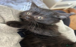 British Shorthair cats for sale: Champion GCCF Black British Shorthair Kittens - Image 3