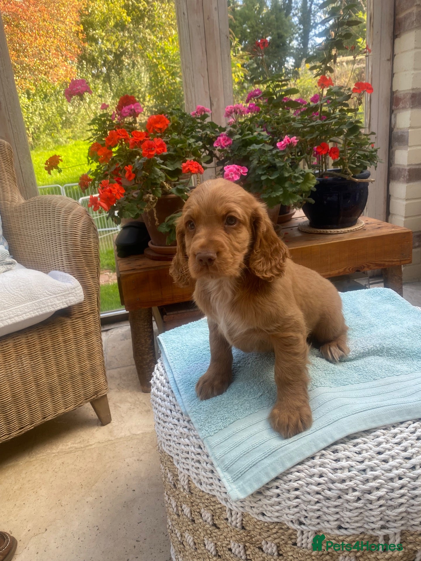 Cocker Spaniel dogs Handsome male golden Working Cocker Spanirl - Advert 12