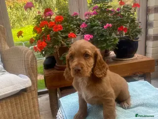 Cocker Spaniel dogs Handsome male golden Working Cocker Spanirl - Advert 12