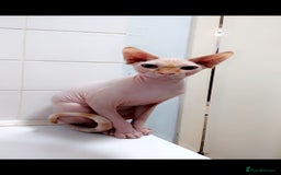 Sphynx cats for sale: 2 year old male sphynx - Image 3